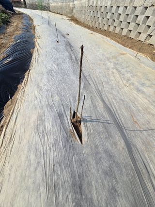 박병철님의 기타작물 · 영농일지 작성글 사진