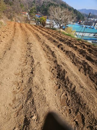 곤지암부곡농부김동천님의 고구마 · 영농일지 작성글 사진
