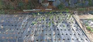 즐겁게 일하는조시형님의 기타작물 · 영농일지 작성글 사진