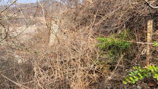 서초농원님의 기타작물 · 영농일지 작성글 사진