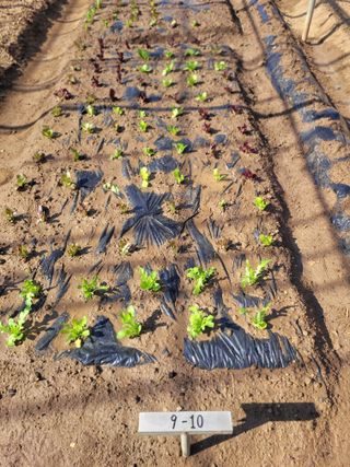 김춘성님의 기타작물 · 영농일지 작성글 사진