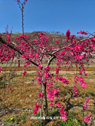 정택님의 매실 · 영농일지 작성글 사진