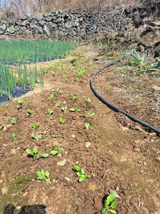 한림한경님의 기타작물 · 영농일지 작성글 사진