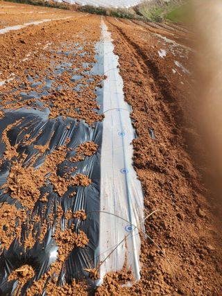 김저팔계님의 기타작물 · 영농일지 작성글 사진