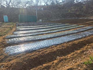 강화화도님의 감자 · 영농일지 작성글 사진