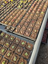 팜모닝 기타작물·영농일지 게시글 이미지