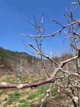 팜모닝 사과·영농일지 게시글 이미지