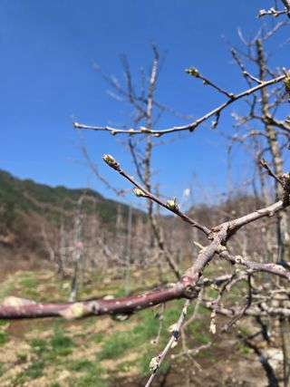 조정미님의 사과 · 영농일지 작성글 사진