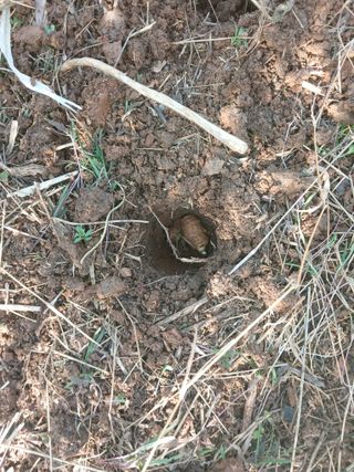 블루하늘TV님의 감자 · 영농일지 작성글 사진