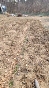 팜모닝 기타작물·영농일지 게시글 이미지