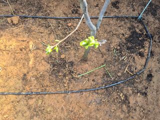 최진일님의 블루베리 · 영농일지 작성글 사진