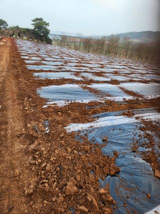 김저팔계님의 기타작물 · 영농일지 작성글 사진
