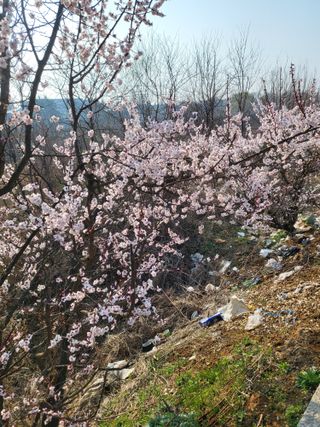 최병우님의 벼 · 영농일지 작성글 사진