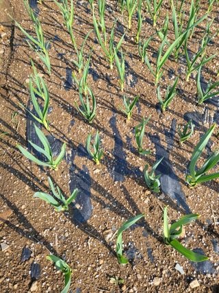 이상욱님의 마늘 · 영농일지 작성글 사진