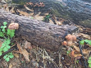 한상훈님의 버섯 · 영농일지 작성글 사진