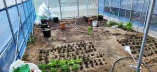 귤8352님의 블루베리 · 영농일지 작성글 사진