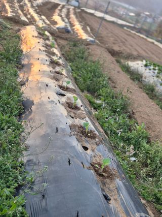 주병민님의 기타작물 · 영농일지 작성글 사진