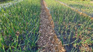 상록수대박님의 마늘 · 영농일지 작성글 사진