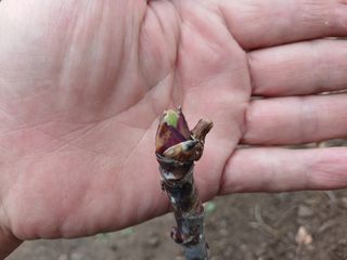 김홍중님의 두릅 · 영농일지 작성글 사진