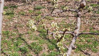 김준한님의 자두 · 영농일지 작성글 사진