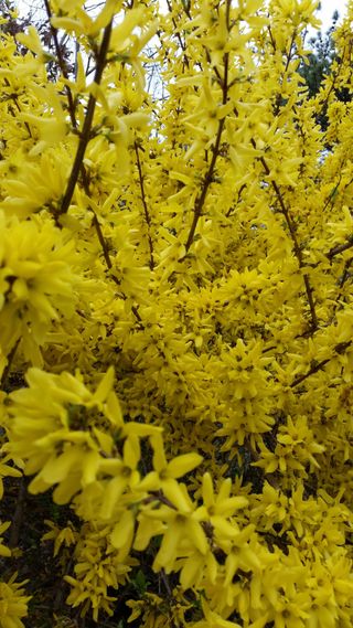 인생은 소풍처럼~님의 기타작물 · 영농일지 작성글 사진