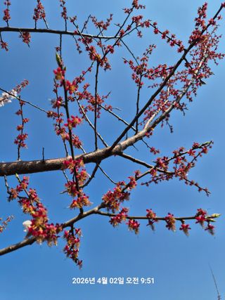 정택님의 매실 · 영농일지 작성글 사진