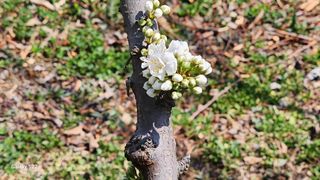 김준한님의 자두 · 영농일지 작성글 사진