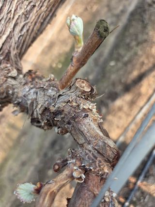 황만달님의 포도 · 영농일지 작성글 사진