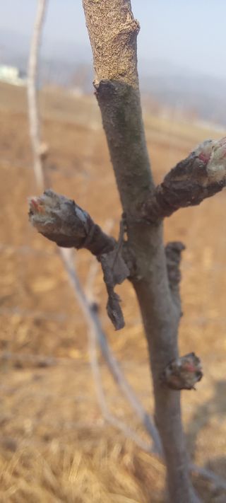 김종식님의 사과 · 영농일지 작성글 사진