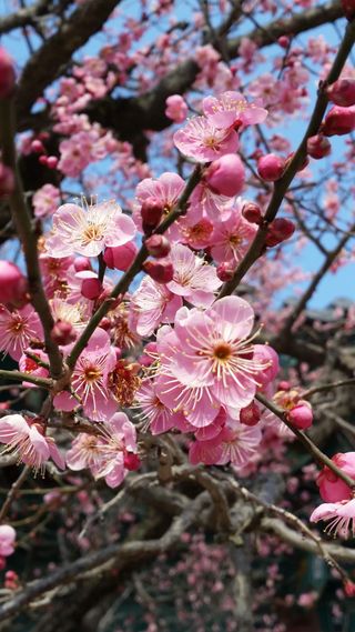 인생은 소풍처럼~님의 기타작물 · 영농일지 작성글 사진