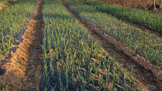 상록수대박님의 마늘 · 영농일지 작성글 사진