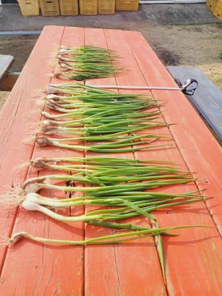 한경훈님의 기타작물 · 영농일지 작성글 사진