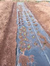 벙개도리님의 작성글 사진