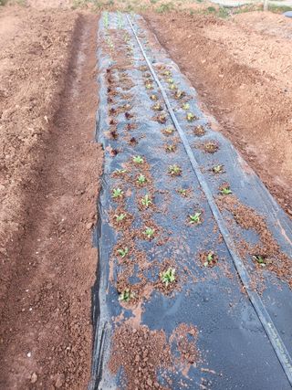 벙개도리님의 기타작물 · 영농일지 작성글 사진