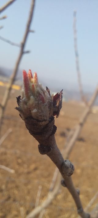 김종식님의 사과 · 영농일지 작성글 사진