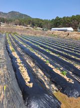 팜모닝 옥수수·영농일지 게시글 이미지