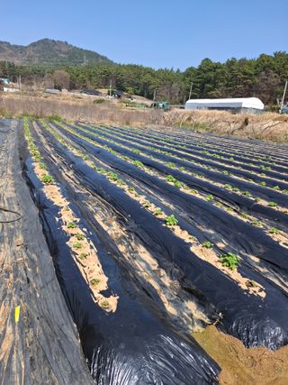 마늘14470님의 옥수수 · 영농일지 작성글 사진