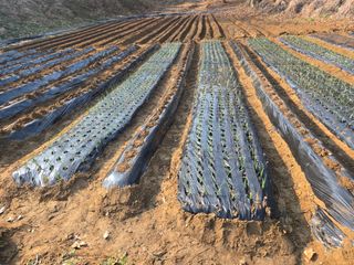 강화화도님의 감자 · 영농일지 작성글 사진