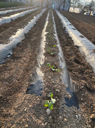 김영완님의 파 · 영농일지 작성글 사진