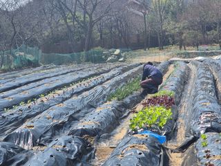 이경옥님의 기타작물 · 영농일지 작성글 사진