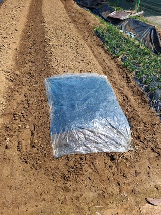 마늘14470님의 옥수수 · 영농일지 작성글 사진