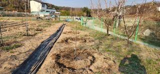 귤8352님의 블루베리 · 영농일지 작성글 사진