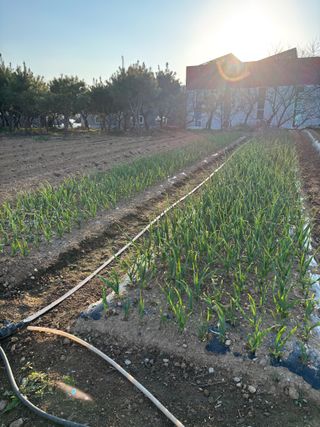 김영완님의 파 · 영농일지 작성글 사진