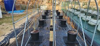 귤8352님의 블루베리 · 영농일지 작성글 사진