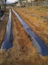 팜모닝 기타작물·영농일지 게시글 이미지