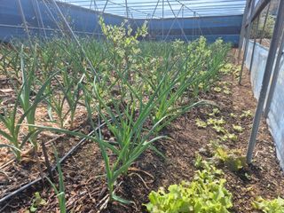 최진일님의 블루베리 · 영농일지 작성글 사진