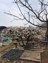 팜모닝 기타작물·영농일지 게시글 이미지