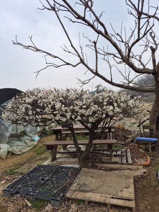 Kns4324님의 기타작물 · 영농일지 작성글 사진