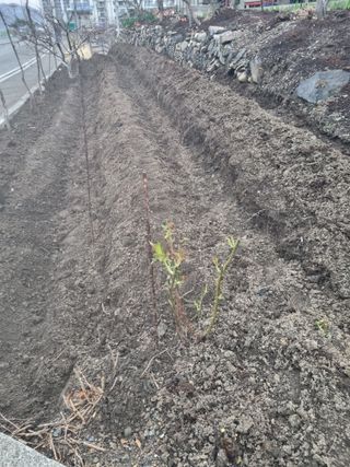 김용대님의 기타작물 · 영농일지 작성글 사진