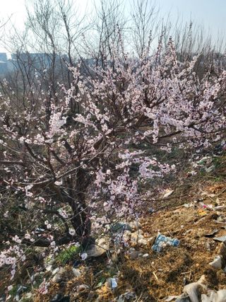 최병우님의 벼 · 영농일지 작성글 사진